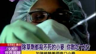 CH52 Sister 20130609 基因改造的小麥危機 Monsanto 孟山都