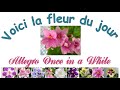 La belle fleur du jour: Allegro Once in a While.  Une variété de ma collection  violettes africaines