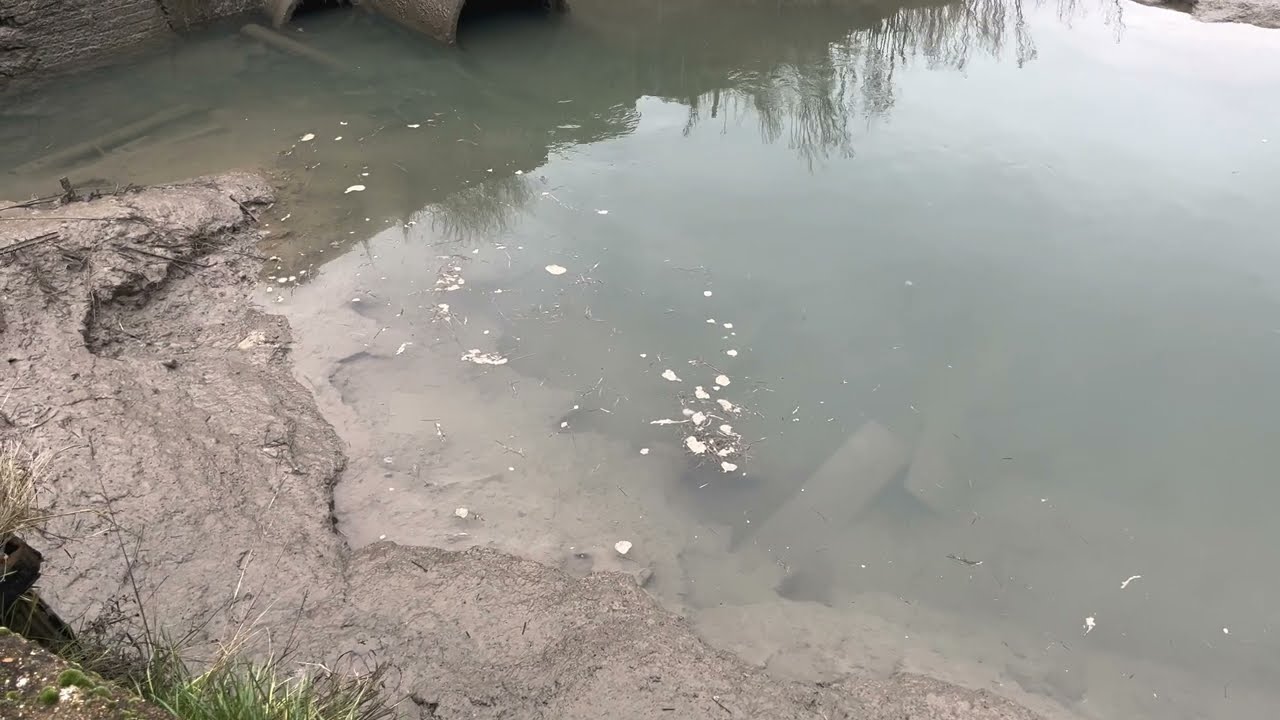 Milton Creek Citizen Science - water quality testing. 