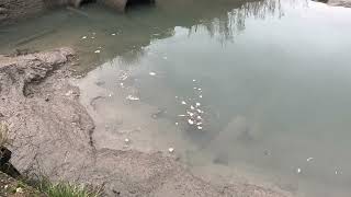Celebrity Milton Creek Citizen Science - water quality testing. "It's off the scale!" Net Worth
