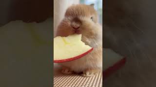 Tiny Bunny Nibbling an Apple Slice 🍎🐰
