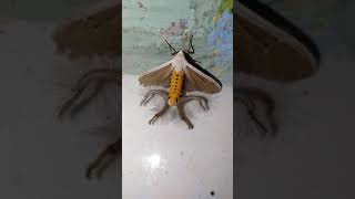 kupu kupu langka