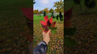 ألوان الخريف في كندا canada automne2023 automne فيروز fairouz nature  couleur