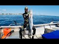 Epic morning spearfishing  gold coast spanish mackerel  giant squid  catch  cook