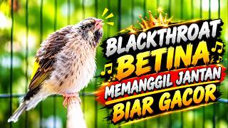 SUARA BLACKTHROAT BETINA BIRAHI MEMANGGIL JANTAN BIAR CEPAT GACOR