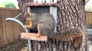 Squirrel on feeder