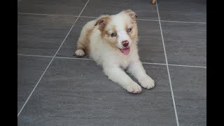 Meet Our New Puppy: Mojo! * Australian Shepard Puppy*