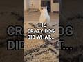 “Craziest Dog Moments Ever Caught on Camera!”