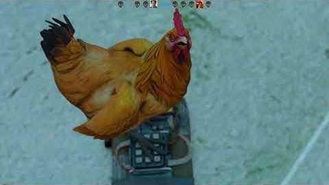 The FCKN chicken #1 - CSGO SFM