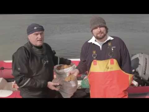 David Oakes - Sconser Scallops