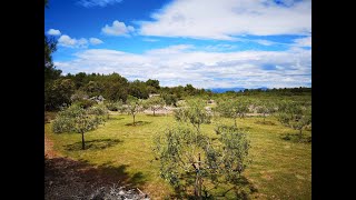 Olive Grove in Dalmatia (Šolta) for sale / Maslinik u Dalmaciji (Šolta) na prodaju