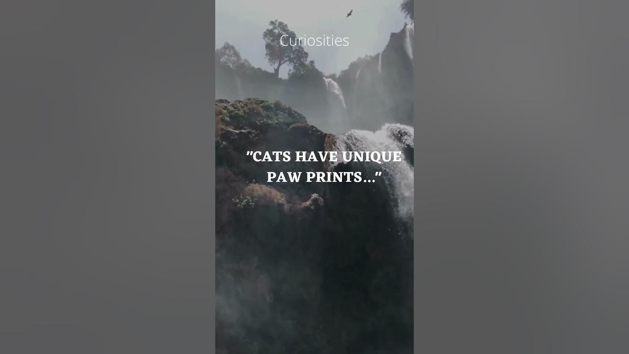 cats-have-unique-paw-prints-quote-quotations-youtube