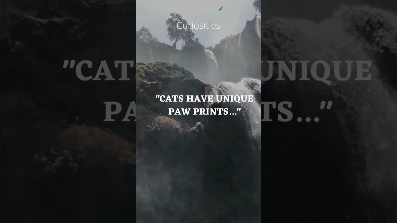 Cats Have Unique Paw Prints quote quotations YouTube Cats Have Unique Paw Prints quote quotations YouTube