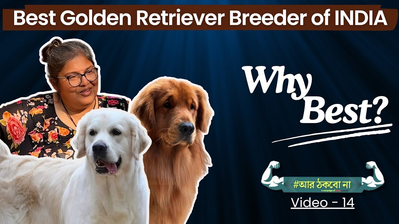best-golden-retriever-breeder-of-india-bessie-s-retrievers-murchana