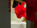 Hibiscus flower