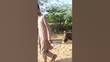 A man with donkey viral video #animals #viral #viralvideo