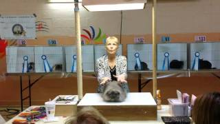 AB Judge Sharon Powell's Best Cat in Premiership