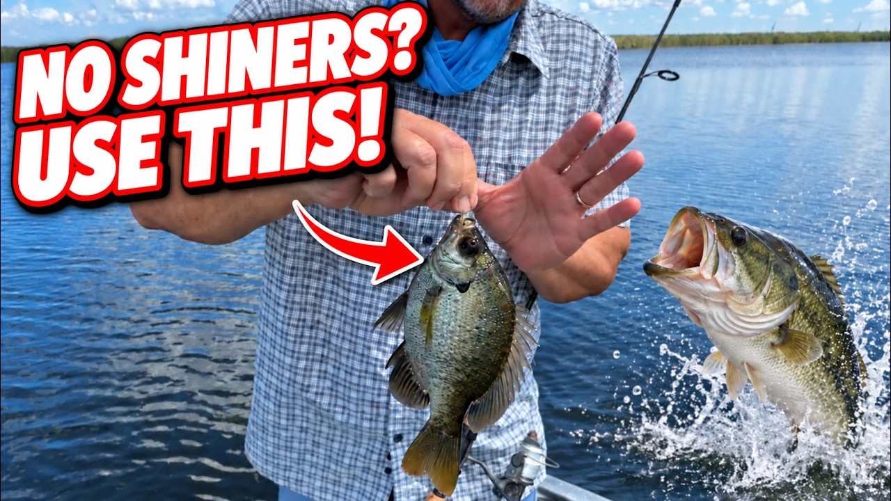 Out of Live Shiners? Catch Bluegill and Keep Bass Fishing!