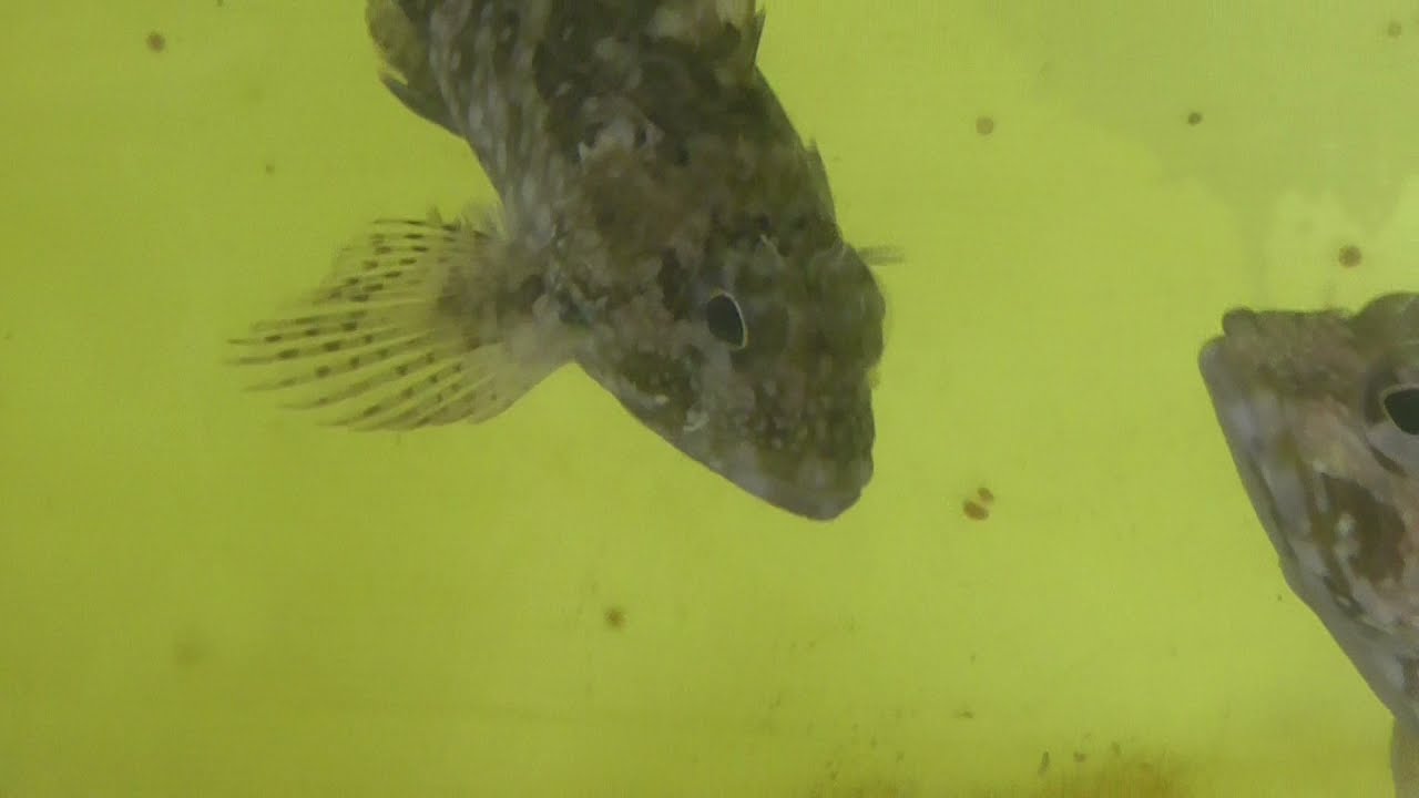 A Scene Where The Breeding Fish Prey On Youtube