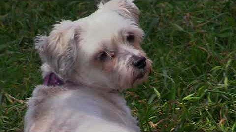 Grevillea rescue & tip pruning | Mathew Shilling