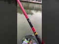 [Pole Rod]My new rod Daiwa Red Tiger, feeling good!