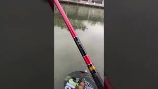 [Pole Rod]My new rod Daiwa Red Tiger, feeling good!