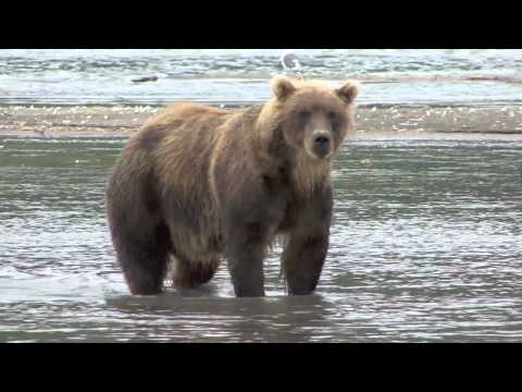 Vidéo: Volcan Gorely au Kamtchatka: description, histoire, faits intéressants