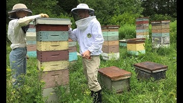 Homesick: Impacts of migratory beekeeping on honey bee disease