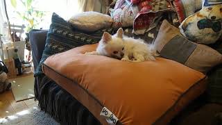 ヨギボーのドギボーレビュー