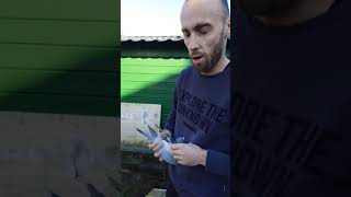 Fille du 2° meilleur pigeon en Belgique sur Jarnac 17-18 ( Pipa)