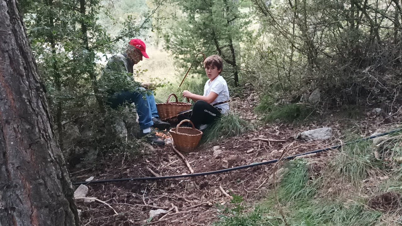 Sisè dia de bolets 08-10-2025, serà per la lluna? / Buscando setas / Mushrooms 2025