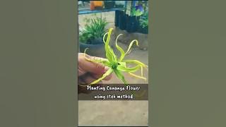 Cara Mudah STEK Tanaman Bunga KENANGA