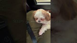 SLEEPY ANG DISNEY PRINCESS | CHIKAY