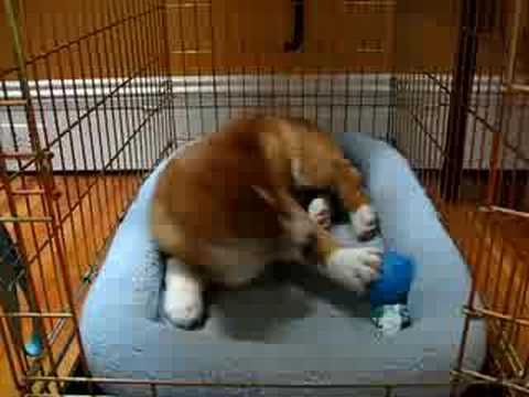 corgi crate size