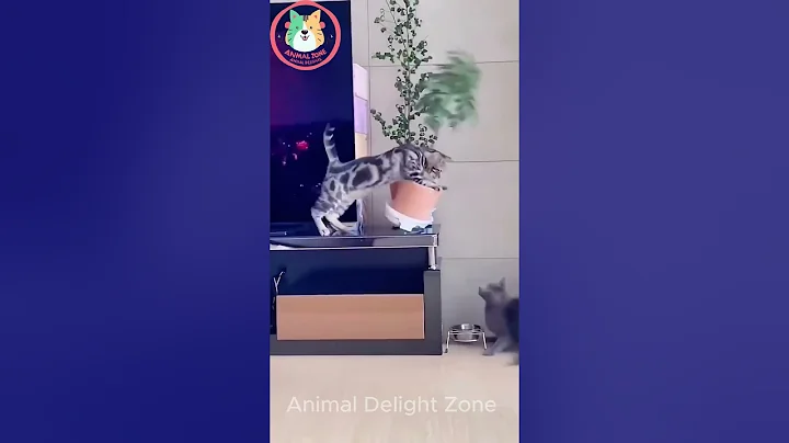 Watch the video about Epic Pet Fails