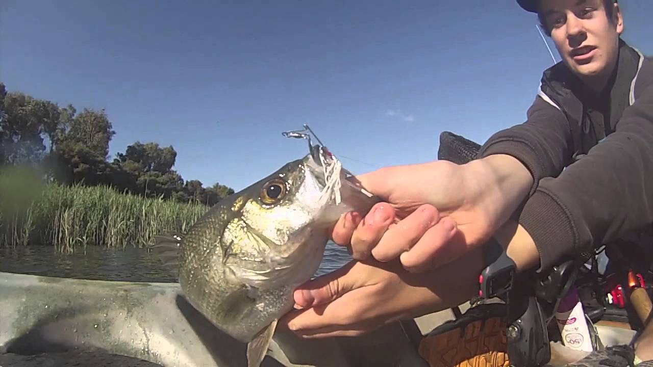 Kayak Fishing Bream + PB Estuary Perch YouTube