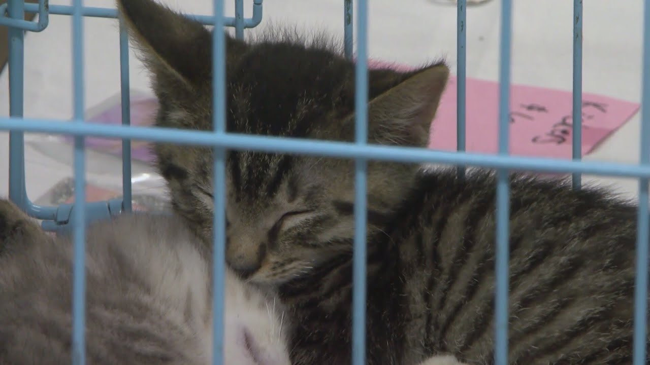 Finding cats a forever home in Hazleton | 28/22 News