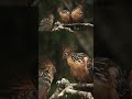 The Hoatzin: A Forgotten Link in Evolution?