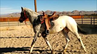 Saddle Intro