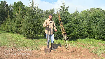 Comment faire expertiser un arbre ?