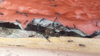 Ants devour Bee stuck in a hole