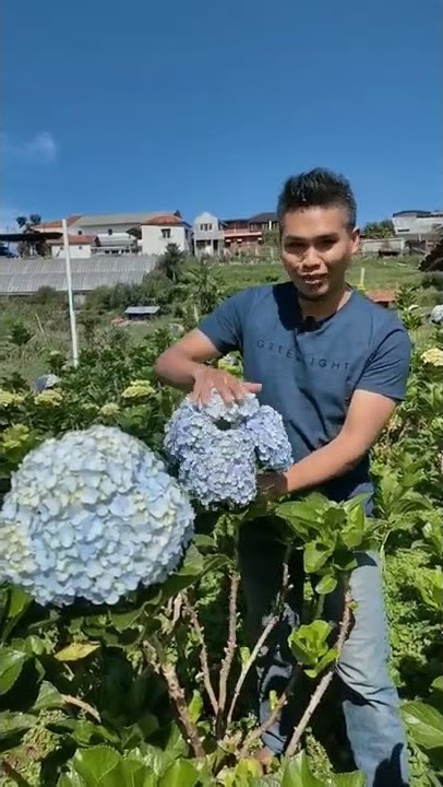 FLOWERS OF PRAYERS | INTERVIEWER | HYDRANGEA