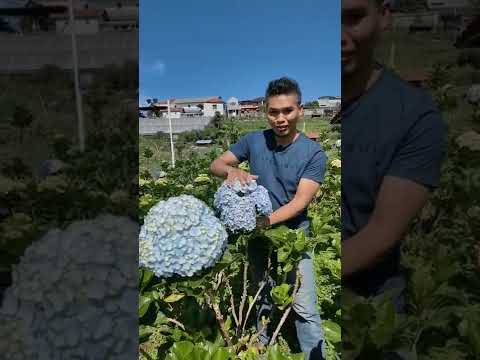 Video: Apakah pot hydrangea akan mekar lagi?