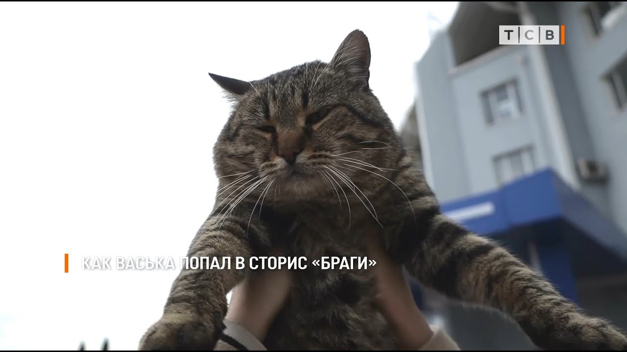 Как Васька попал в сторис «Браги» - YouTube