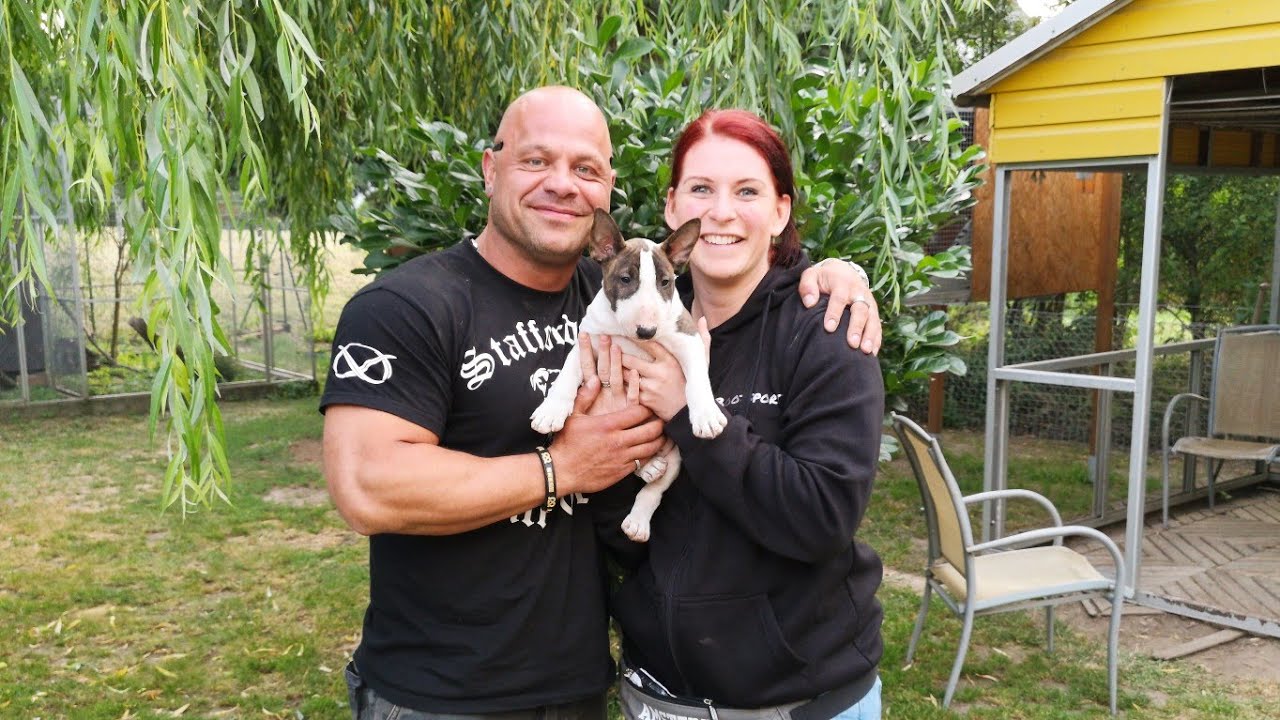 Ein Miniatur Bullterrier zieht ein - unser Weg zum Baby