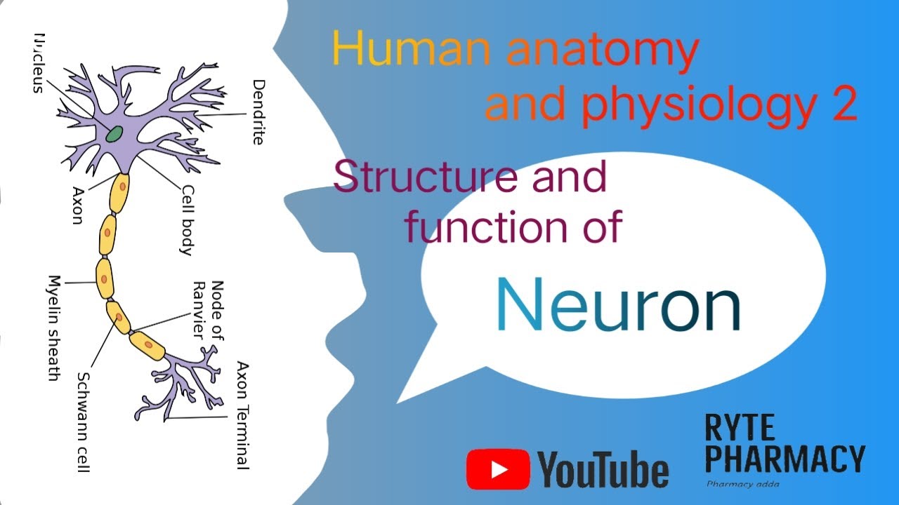 Neuron structure and function| Neuron diagram|Neuron system|Human ...