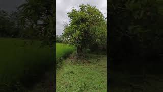 living in vilage in the guilan of iran#nature #camping #naturesounds #paddy
