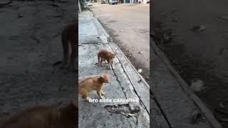 Mentahan Meme Kucing Lompat