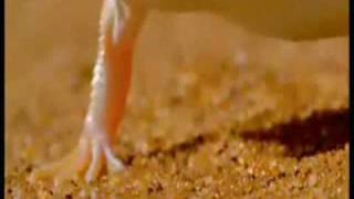 MC Lizard- Dance Dance Dance!
