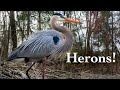 Final Dam Episode and Great Blue Heron | DSLR Camera Trap